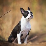 波士顿㹴-缩略图-2