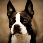 波士顿㹴-缩略图-3