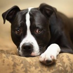 波士顿㹴-缩略图-4