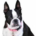 波士顿㹴-缩略图-5