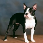 波士顿㹴-缩略图-6