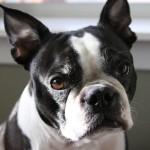 波士顿㹴-缩略图-14