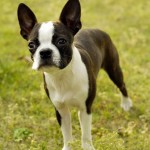 波士顿㹴-缩略图-7