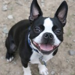 波士顿㹴-缩略图-8