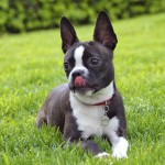 波士顿㹴-缩略图-10