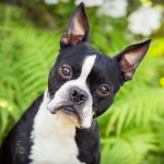 波士顿㹴-缩略图-11