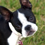 波士顿㹴-缩略图-13