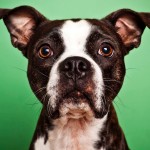 波士顿㹴-缩略图-12