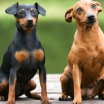 迷你杜宾㹴-缩略图-1