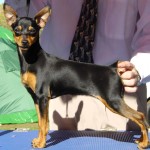 迷你杜宾㹴-缩略图-2