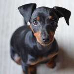 迷你杜宾㹴-缩略图-3