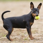 迷你杜宾㹴-缩略图-4