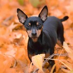 迷你杜宾㹴-缩略图-5