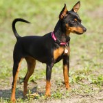 迷你杜宾㹴-缩略图-6