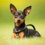 迷你杜宾㹴-缩略图-8