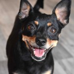 迷你杜宾㹴-缩略图-9