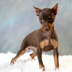 迷你杜宾㹴-缩略图-10