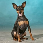 迷你杜宾㹴-缩略图-11