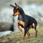 迷你杜宾㹴-缩略图-12