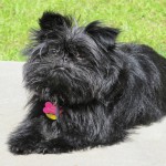 爱芬杜宾㹴-缩略图-1