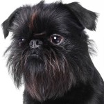 爱芬杜宾㹴-缩略图-2