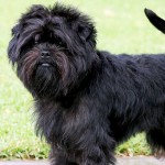 爱芬杜宾㹴-缩略图-3