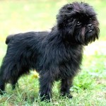 爱芬杜宾㹴-缩略图-4