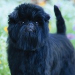 爱芬杜宾㹴-缩略图-6