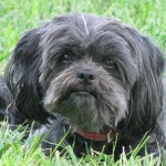 爱芬杜宾㹴-缩略图-7