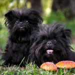 爱芬杜宾㹴-缩略图-8