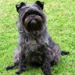 爱芬杜宾㹴-缩略图-9