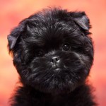 爱芬杜宾㹴-缩略图-10