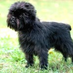 爱芬杜宾㹴-缩略图-11