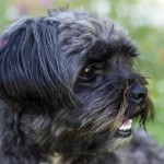 爱芬杜宾㹴-缩略图-12