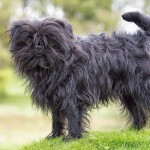 爱芬杜宾㹴-缩略图-13