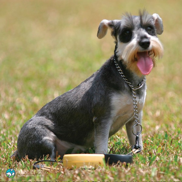 迷你雪纳瑞犬-1