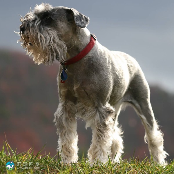 迷你雪纳瑞犬-2