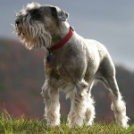 迷你雪纳瑞犬-缩略图-2