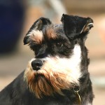 迷你雪纳瑞犬-缩略图-3