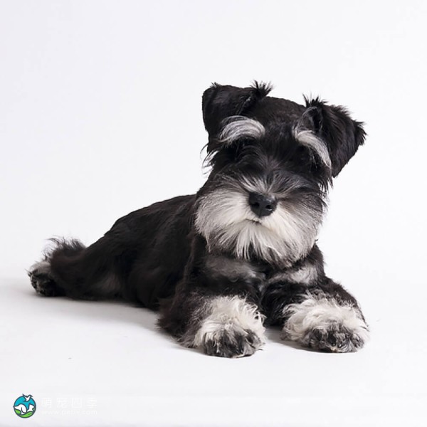 迷你雪纳瑞犬-4