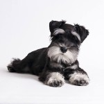 迷你雪纳瑞犬-缩略图-4