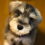 迷你雪纳瑞犬-缩略图-5