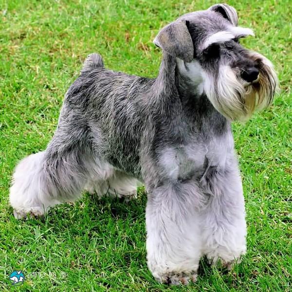 迷你雪纳瑞犬-6