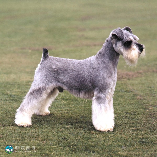 迷你雪纳瑞犬-7