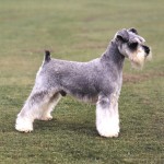 迷你雪纳瑞犬-缩略图-7