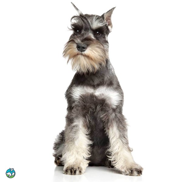 迷你雪纳瑞犬-8