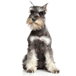 迷你雪纳瑞犬-缩略图-8