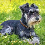 迷你雪纳瑞犬-缩略图-9