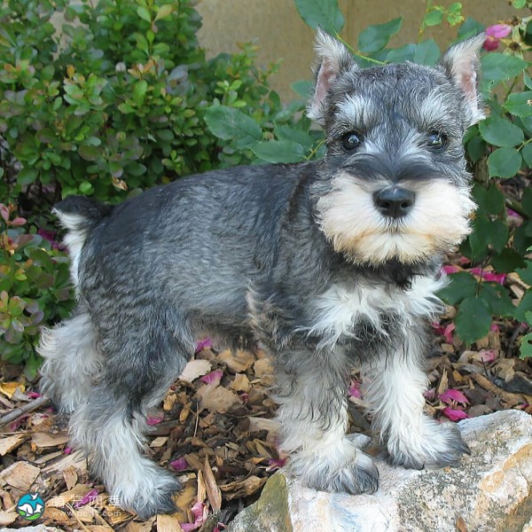 迷你雪纳瑞犬-10