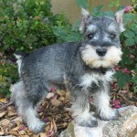 迷你雪纳瑞犬-缩略图-10